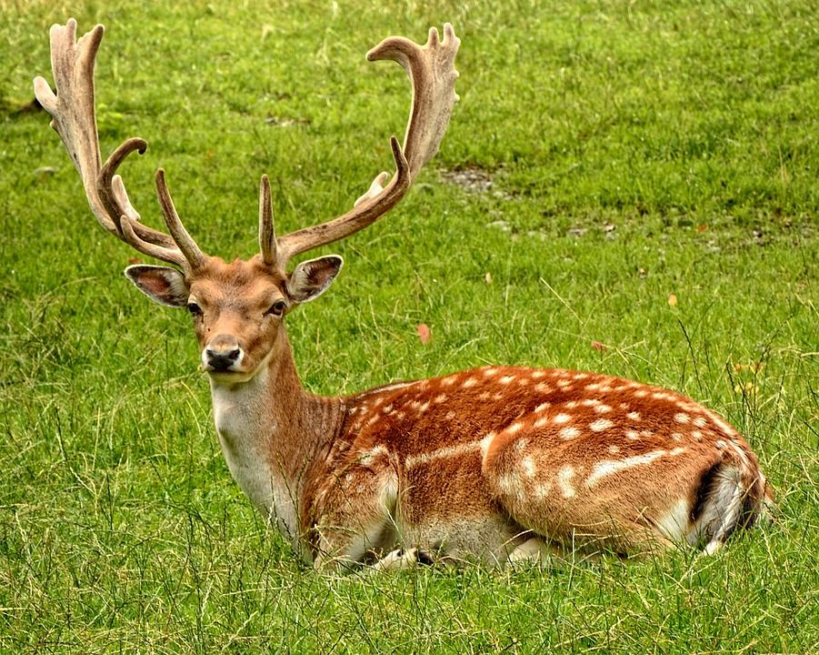 Places to Visit in Manipur - Keibul Lamjao National Park in Bishnupur